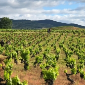 Viñedo de Aníbal de Otero | El Bierzo suma 12 nuevas hectáreas de viñedo tras el reparto estatal de plantaciones autorizadas