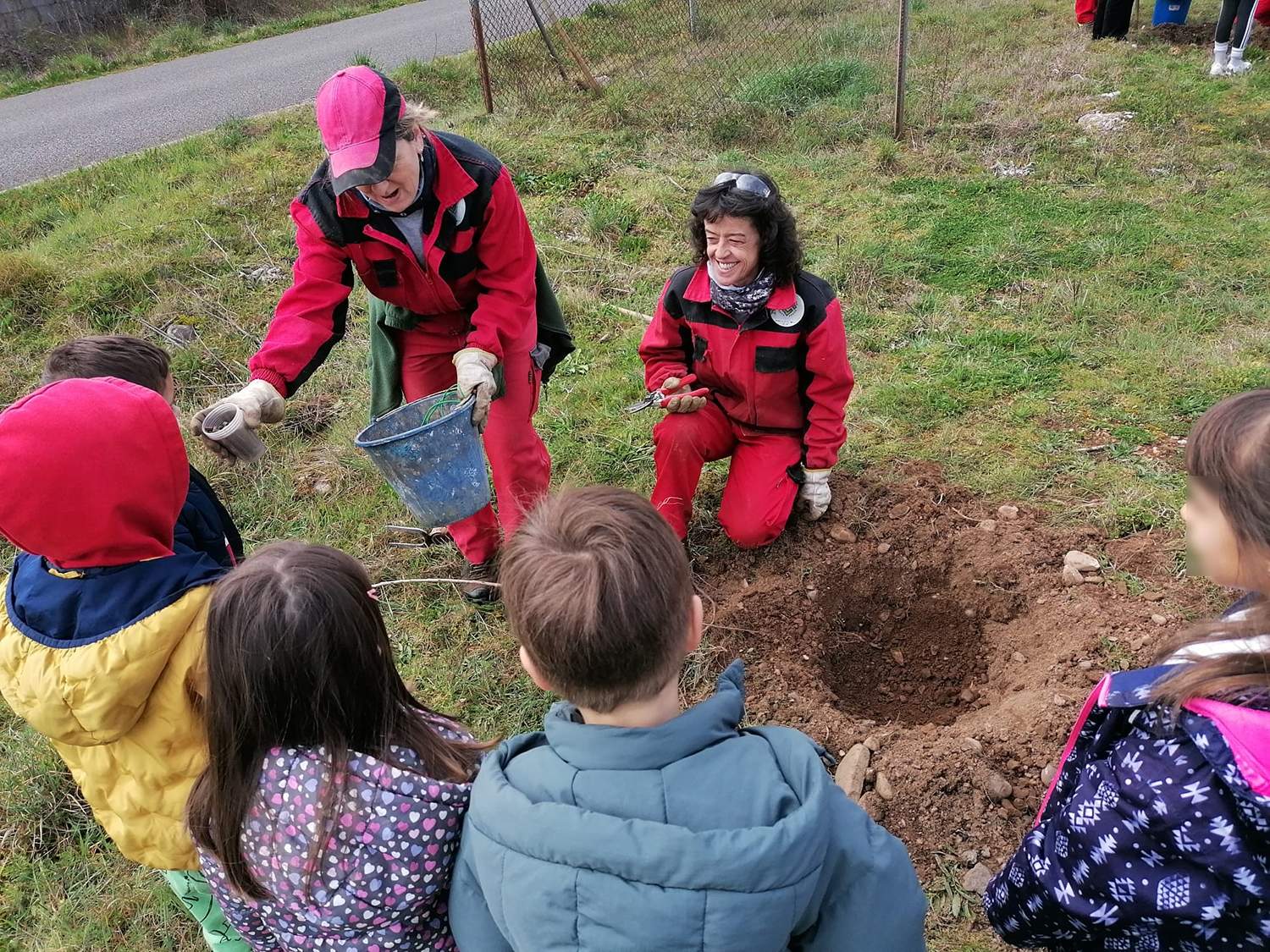 Plantación de cerezos 2