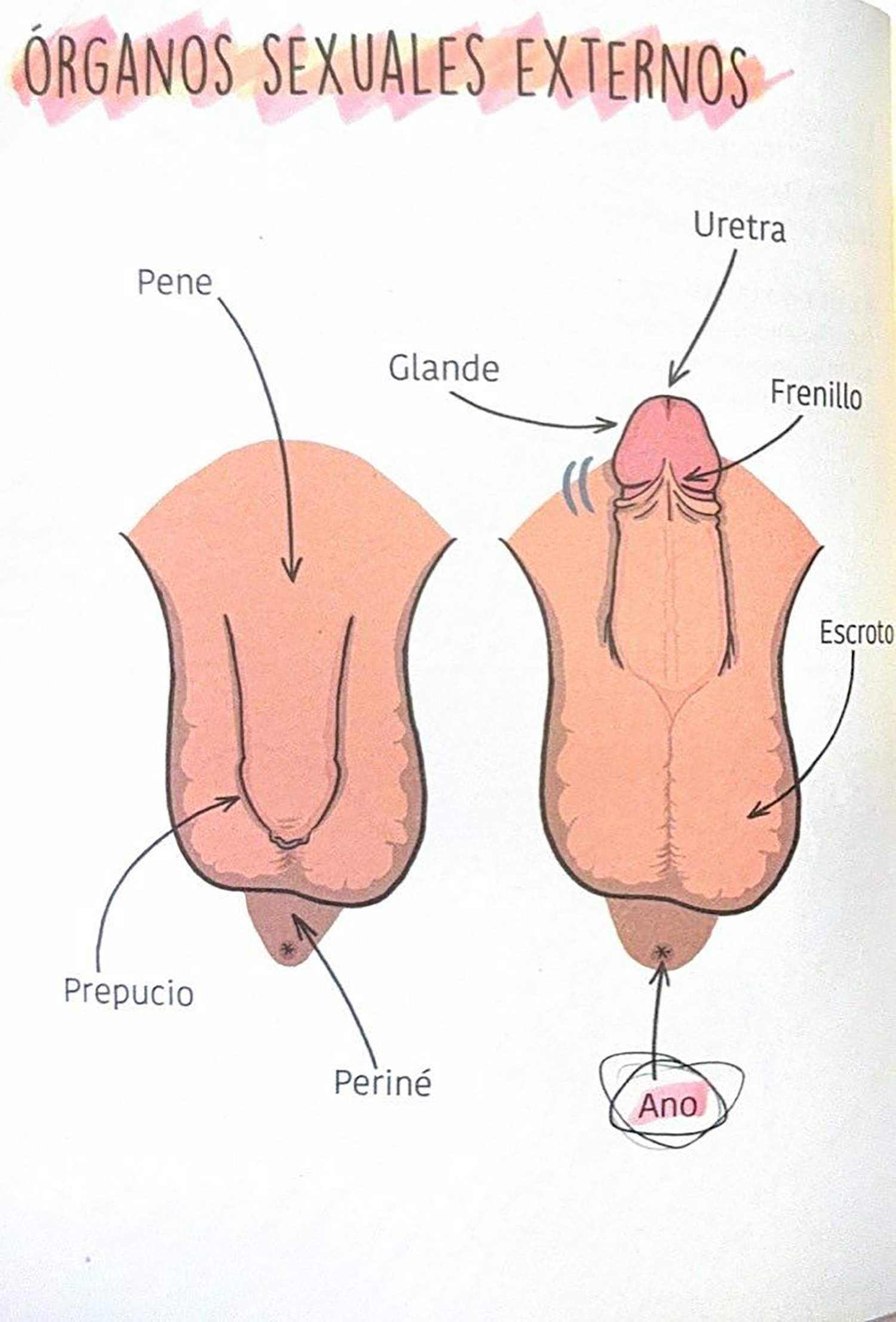 Libro 'El semen mola' 2