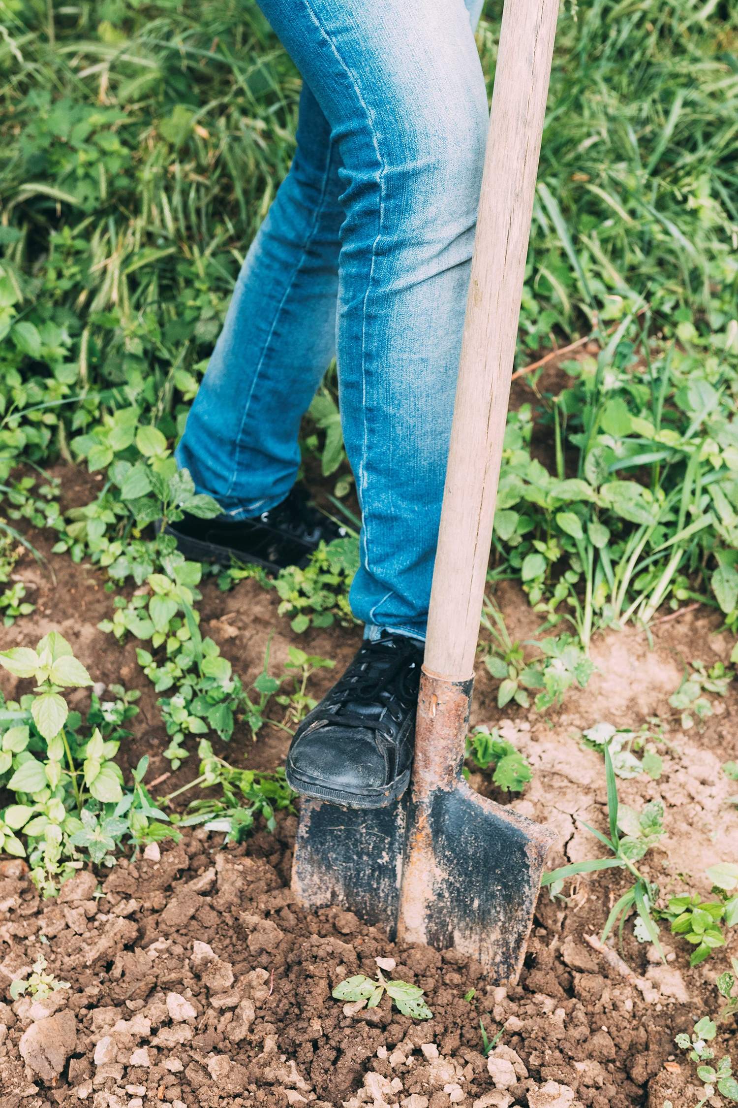 Huerto en Primavera Huerto en Primavera