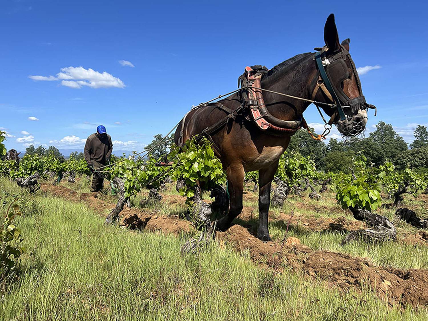 Viñedos de la bodega Aníbal de Otero