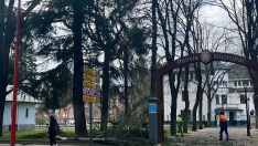 Árbol caído en Ponferrada por las fuertes rachas de viento