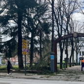 Árbol caído en Ponferrada por las fuertes rachas de viento
