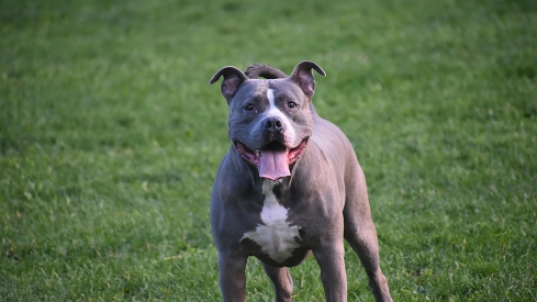 Un perro de la raza pitbull.
