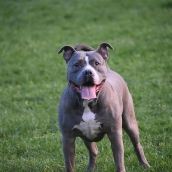 Un perro de la raza pitbull.