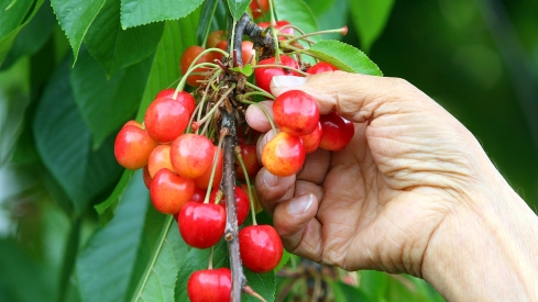 Cultivo de cerezas