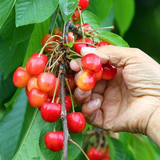 La cereza del Bierzo cierra su mejor cosecha en 9 años aunque "la temprana fue un desastre, con el 100% pérdida" por las lluvias La cereza del Bierzo cierra su mejor cosecha en 9 años aunque "la temprana fue un desastre, con el 100% pérdida" por las lluvias
