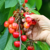 Cultivo de cerezas