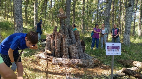 La provincia de León desarrolla tratamientos selvícolas para mejorar la adaptabilidad del Oso Pardo