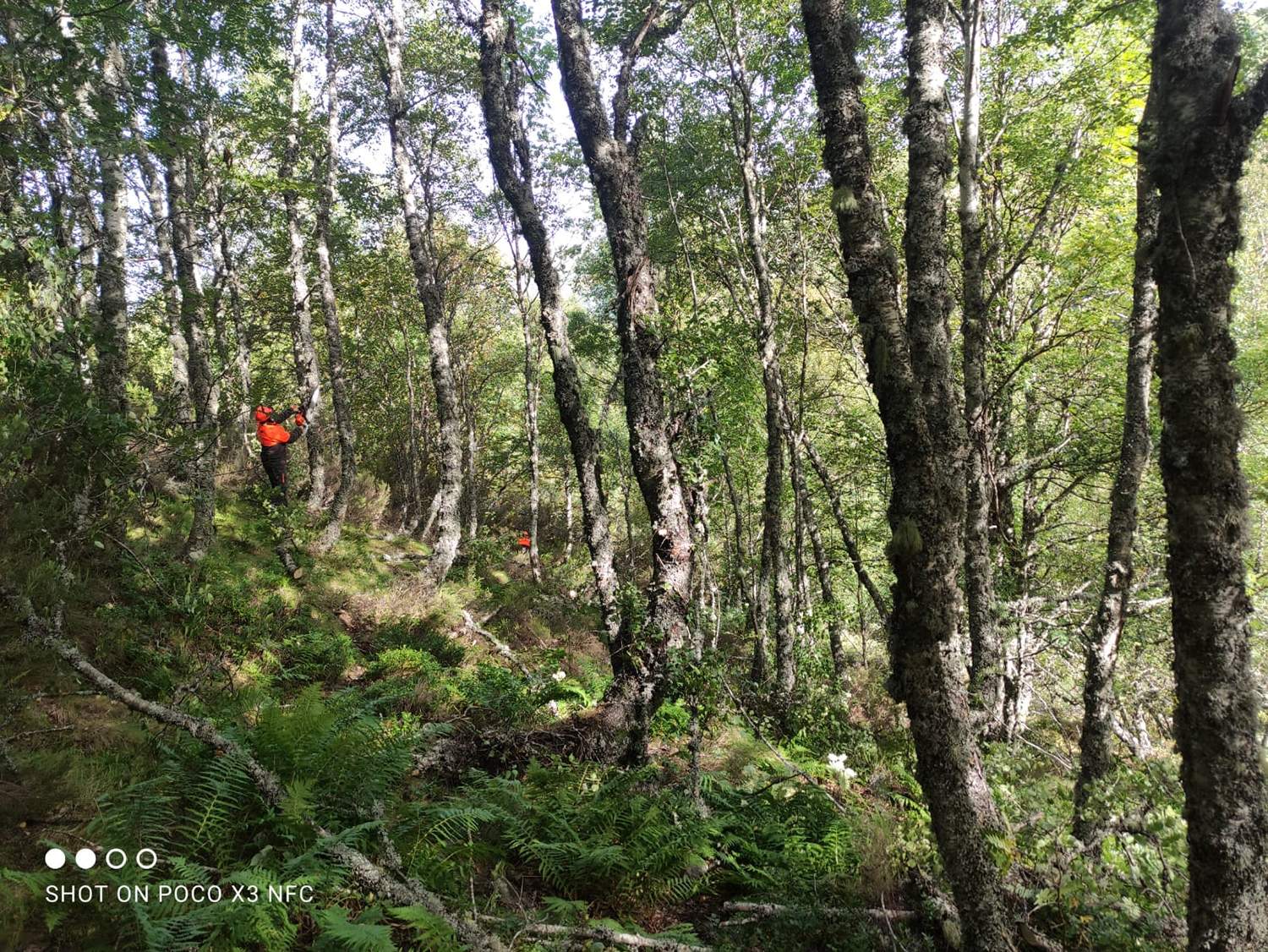 conservacion oso pardo 2