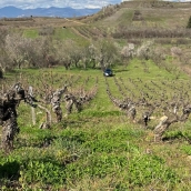 Viñedos del Bierzo