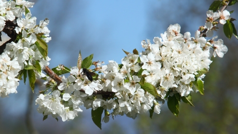 Imagen de archivo de un cerezo en flor en El Bierzo | El Consejo Comarcal del Bierzo celebra la primera Ruta de la Calidad de 2025 dedicada a la cereza en Corullón