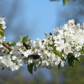Imagen de archivo de un cerezo en flor en El Bierzo | El Consejo Comarcal del Bierzo celebra la primera Ruta de la Calidad de 2025 dedicada a la cereza en Corullón