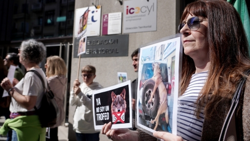 El Partido Animalista Pacma convoca una manifestación para protestar por la salida del lobo ibérico del Listado de Especies Silvestres en Régimen de Protección Especial (Lespre) | Miriam Chacón / ICAL 