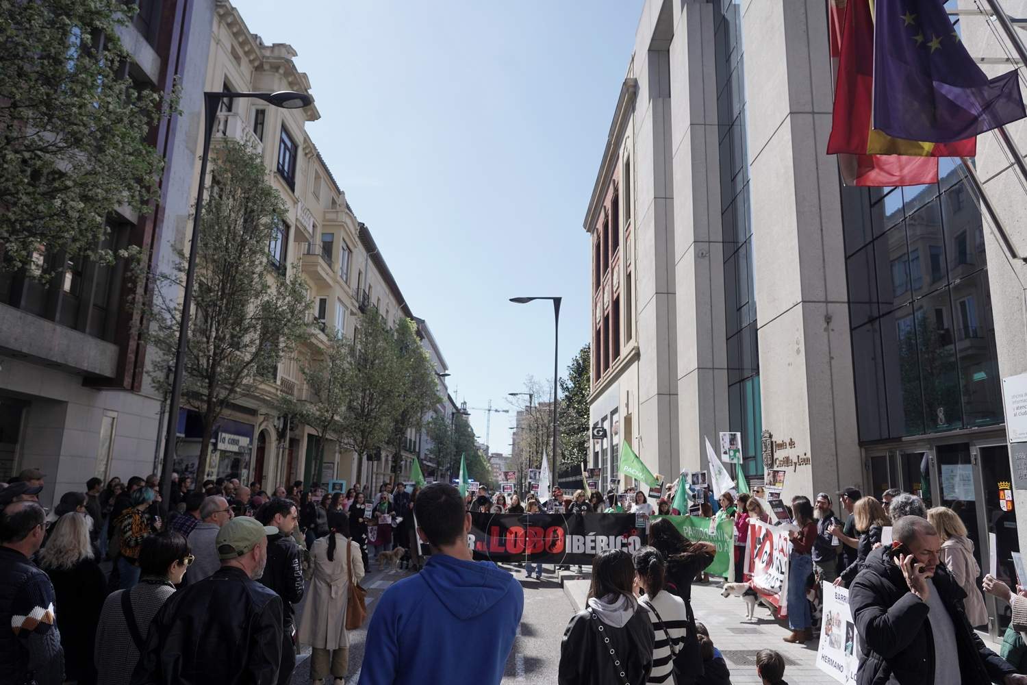 El Partido Animalista Pacma convoca una manifestación para protestar por la salida del lobo ibérico del Listado de Especies Silvestres en Régimen de Protección Especial (Lespre) | Miriam Chacón / ICAL 