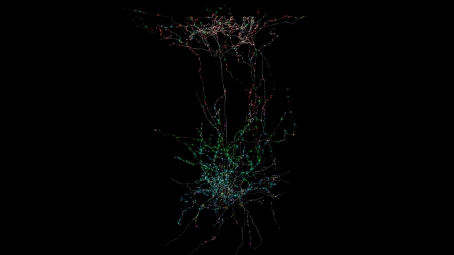 Representación de una célula Martinotti de la capa 5 (gris) reconstruida a partir de un conjunto de datos de microscopía electrónica a gran escala. / Clare Gamlin/Allen Institute