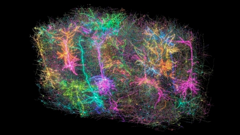 Crean el mapa más detallado del cableado cerebral en mamíferos Es el futuro de la neurociencia