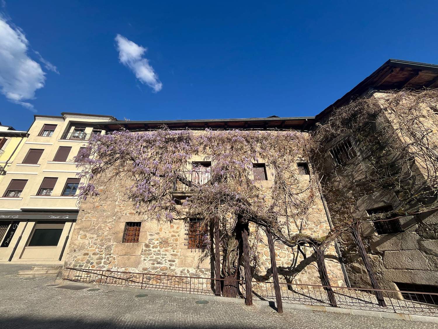 Glicinia de la Casa de los Escudos de Ponferrada .