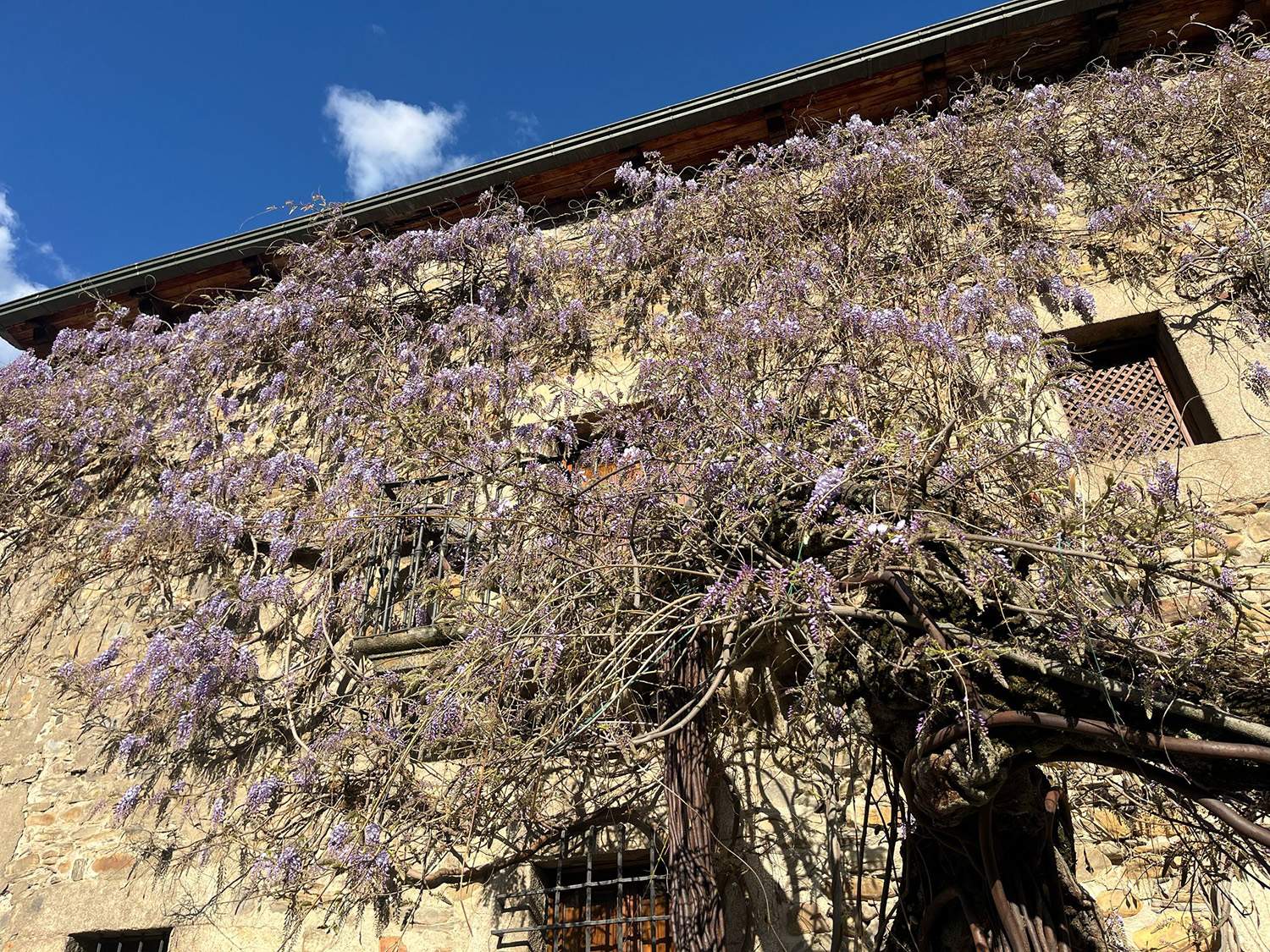 Glicinia de la Casa de los Escudos de Ponferrada.
