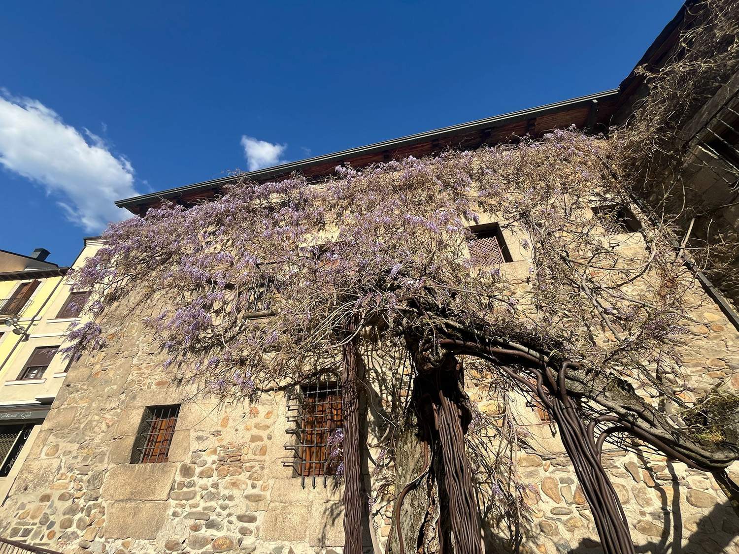 Glicinia de la Casa de los Escudos de Ponferrada 