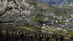 César Sánchez ICAL. Floración de los cerezos en la localidad de Corullón (2)