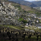 César Sánchez ICAL. Floración de los cerezos en la localidad de Corullón (2)