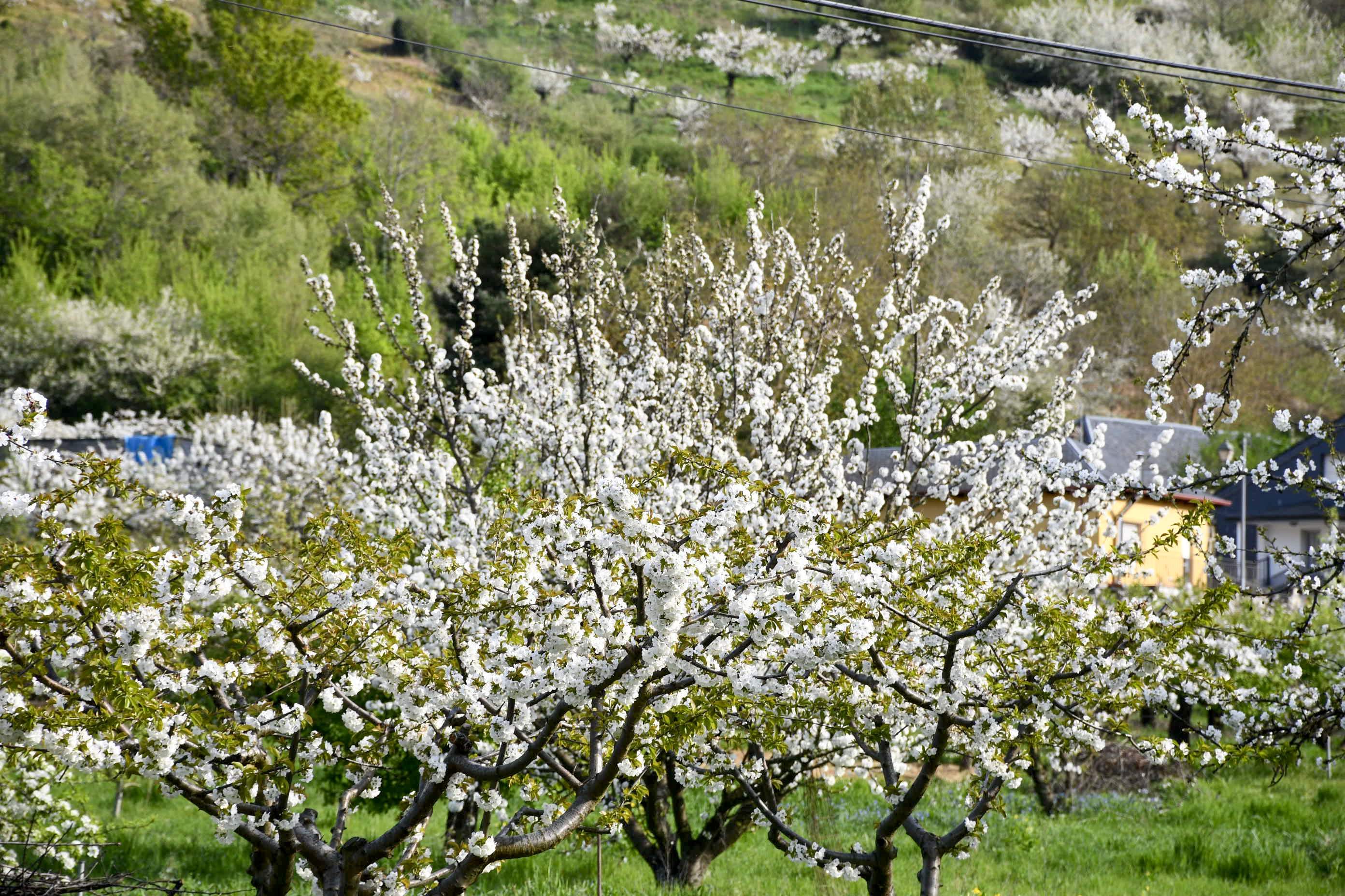 Cerezos en flor en Rimor (1)