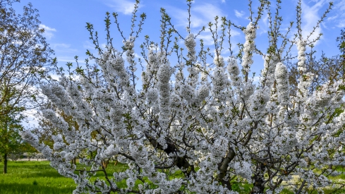 Cerezos en flor en Rimor (5)