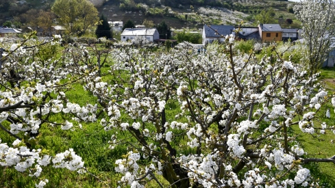 Cerezos en flor en Rimor (12)
