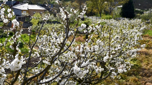 Cerezos en flor en Rimor (20)