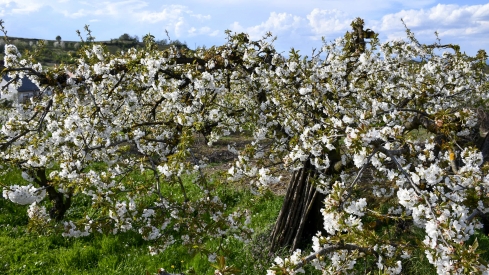 Cerezos en flor en Rimor (22)