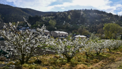 Cerezos en flor en Rimor (23)