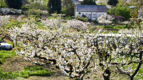 Cerezos en flor en Rimor (24)