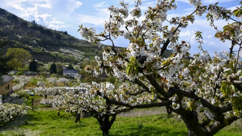 Cerezos en flor en Rimor (25)