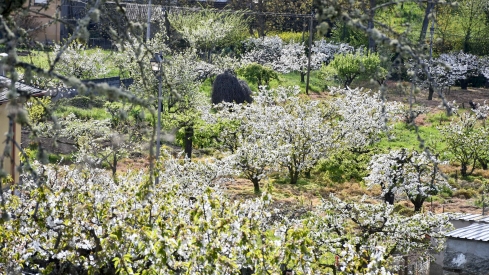 Cerezos en flor en Rimor (27)