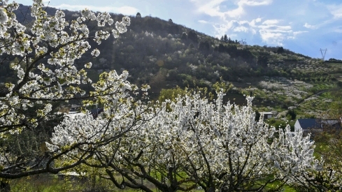 Cerezos en flor en Rimor (29)