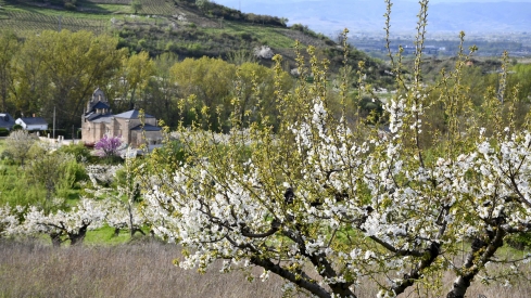 Cerezos en flor en Rimor (31)