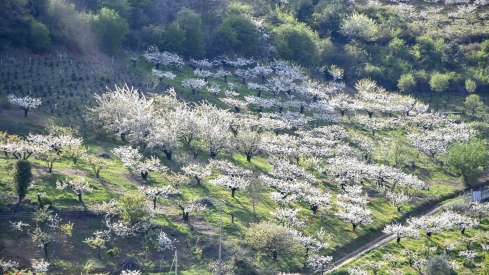 Cerezos en flor en Rimor (34)