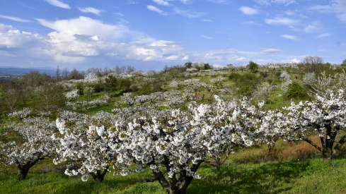 Cerezos en flor en Rimor (39)