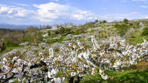 Cerezos en flor en Rimor (40)