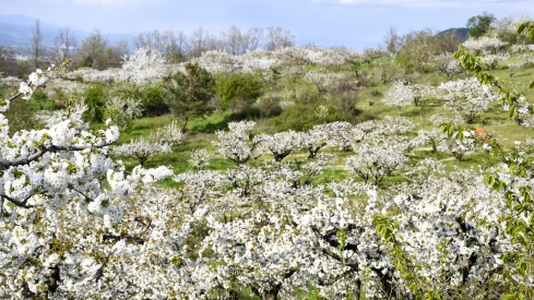 Cerezos en flor en Rimor (41)