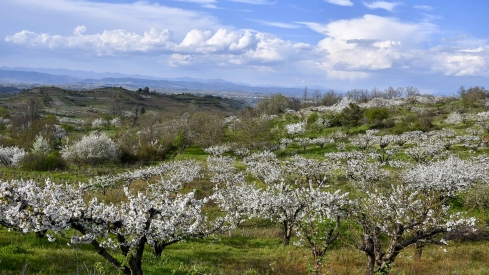 Cerezos en flor en Rimor (43)