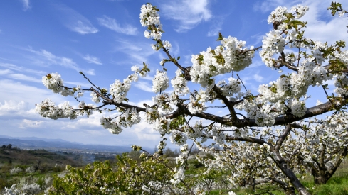 Cerezos en flor en Rimor (46)