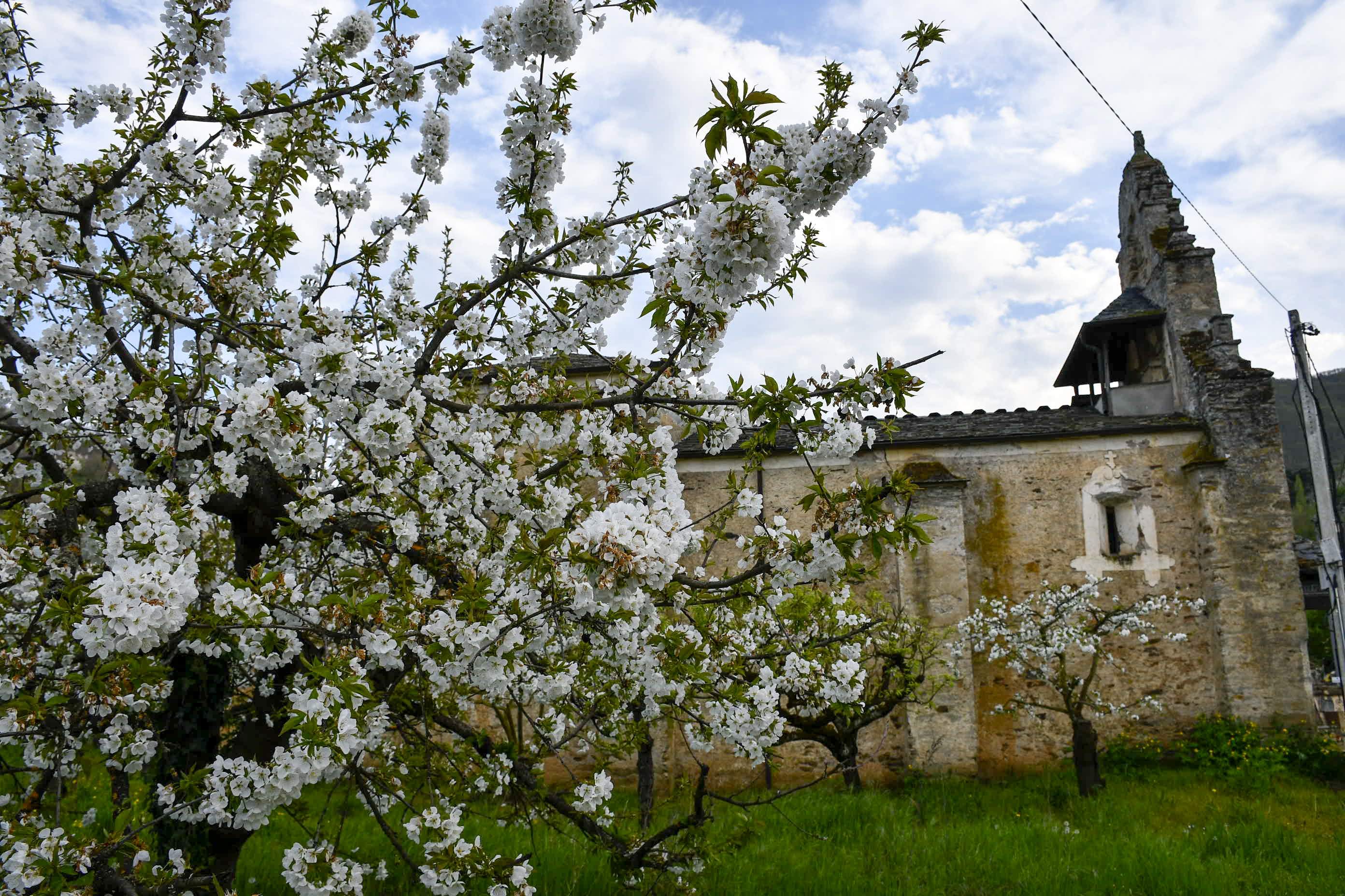 Cerezos en flor en Rimor (55)