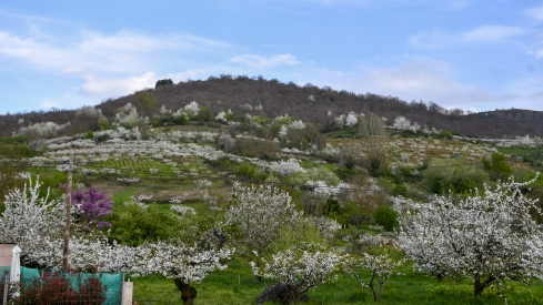 Cerezos en flor en Rimor (56)