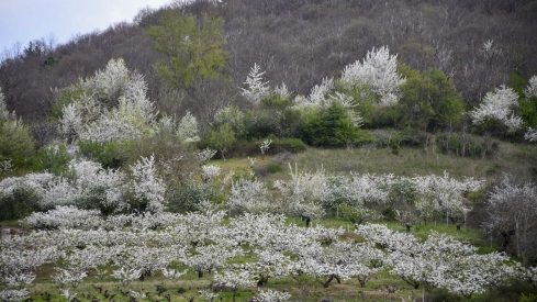 Cerezos en flor en Rimor (57)