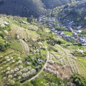 Cerezos en flor en Rimor (65)