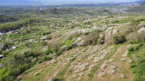 Cerezos en flor en Rimor (68)