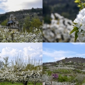 Así luce Rimor su manto blanco con los cerezos en flor en una estampa de lo más primaveral