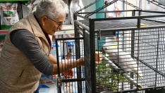 La cacatúa intergeneracional que es emblema vecinal del centro de Ponferrada